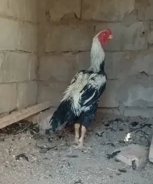 ‏دجاج‏2