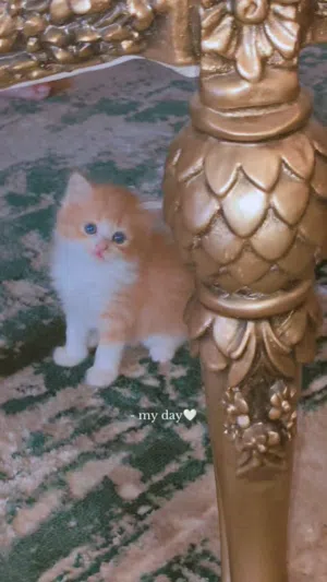 قطط شيرازى