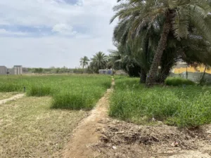للبيع طعام اخضر