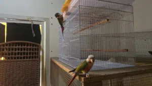 Two Male Conure for sale (with DNA report)