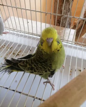 مجموعة طيور محليه