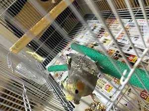 Parrots0