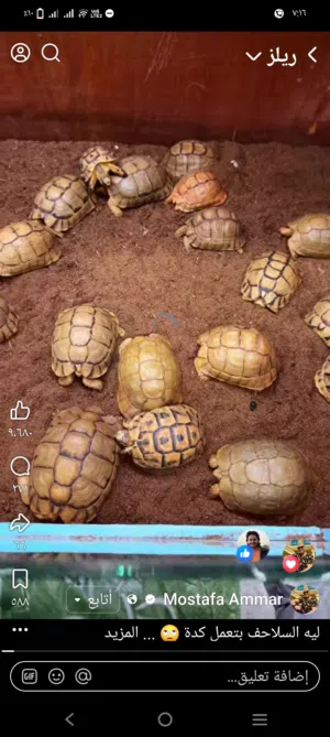 سلاحف يونانى وصحراوى