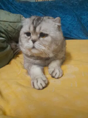 قط ذكر 3 سنوات فولد