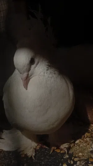 مطلوب جوز حمام نمساوي