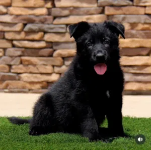 working line GSD Puppies