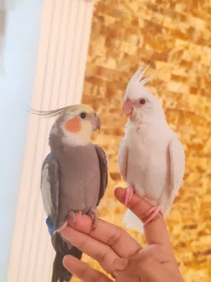 للبيع كوكتيل أليف لاتينو