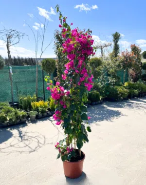 ورد جوري فرنسي ياسمين رينغو فل ايطالي مجنونه تركي يتوفر جميع انواع الورود سرو عامودي ايطالي