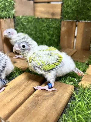 للبيع فروخ كنيور أمريكن دايلوت