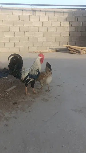 دجاجه وديج دندراويات للبيع