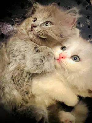 قطط صغيرة للبيع