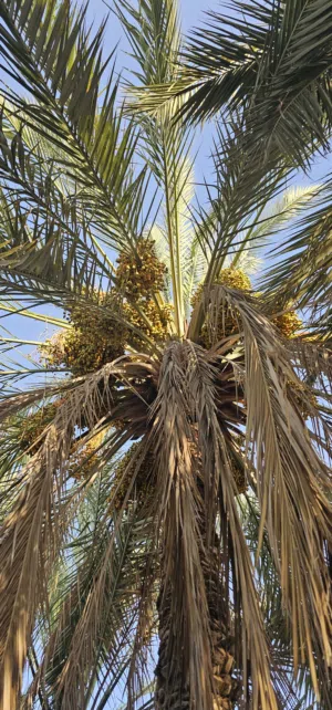 للبيع رطب 50 نخله