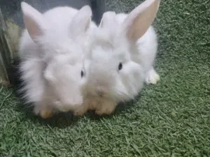 ارنب وش اسد جميع الاعمار في حلوان كلمني واتس