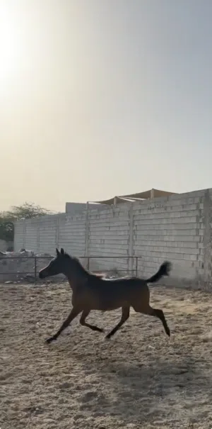 للبيع فلو واهو