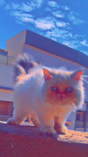 شيرازي بيكي فيس دكر العمر 3شهور ناشط ونظيف ربي يباركك