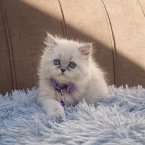 تبارك الرحمان شوفولي المستوى سكوتش لونق هير توب نضافه بسعر مناسب جدا جدا الله يبارك لصاحب النصيب.