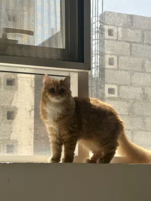 بيع قطه شيرازي بيور صحه ممتازه ( الوصف)