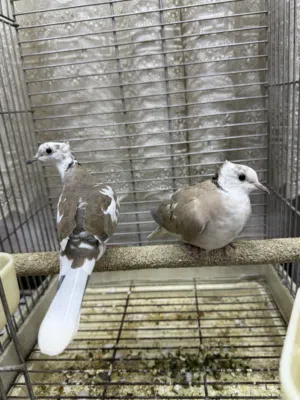 زوج كريمي ماعرف جنسهن بيع او مراوس
