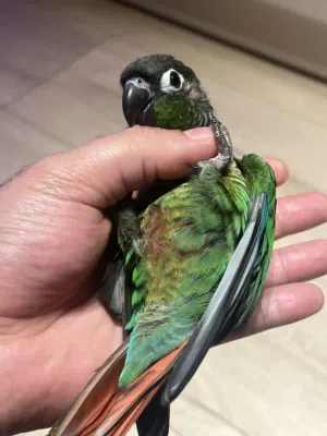 كونيور اخضر