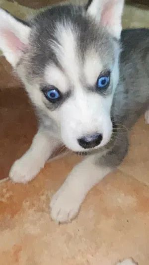 جراء سيبيريان هاسكي Sybarian husky puppy's for sale