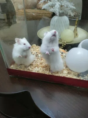 هامستر لون البيض للبيع مع كل أغراضه