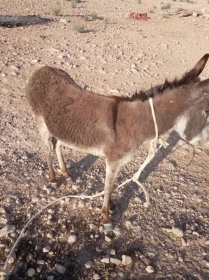 جحش غنم وركوب