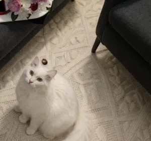 قطط لعوب ومحبوب