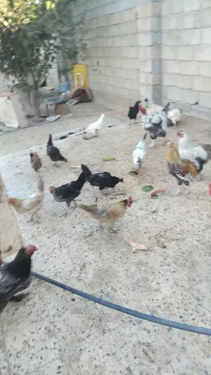 دجاج عربي بسم الله ما شاء الله للبيع