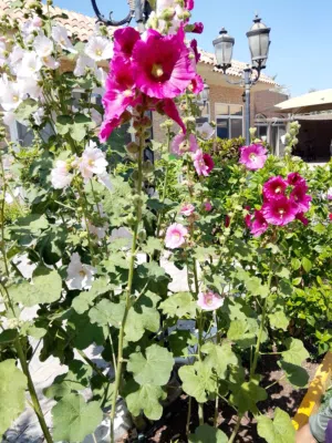 Garden you need a garden man for monthly maintenance, then make your way.