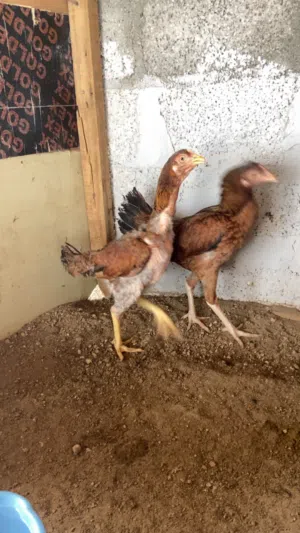 دجاج ميواليات كراس