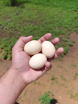 خمسه بيضات ون دوت
