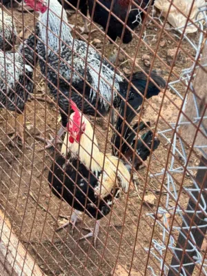 ديوك امخلط للبيع