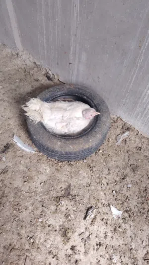 بسم الله الرحمن الرحيم يوجد حبشه للبيع