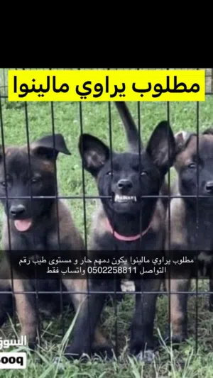 مطلوب يراوي مالينوا الوصف مهم
