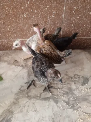 افراخ عرب ابو ركيبه للبيع
