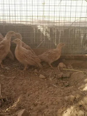 صفارد بكستاني