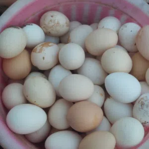 بيض عربي طازج