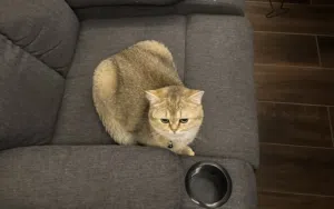سكوتش فولد شورت هير ذكر