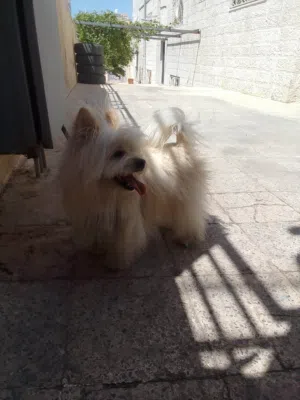 كلب فرنسي ماخد 3مطاعيم  عمره سنه ونصف