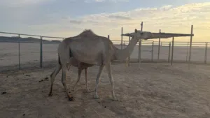 عزوف تحتها قعود ماشاء الله تبارك الله