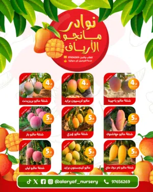شتلات وأشجار المانجو  أصناف مانجو نادرة وحصر لأول مرة في السلطنة ، نمو خضري ممتاز mango tree