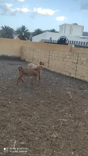 للبيع شوهات للبيع او البدل بجعد