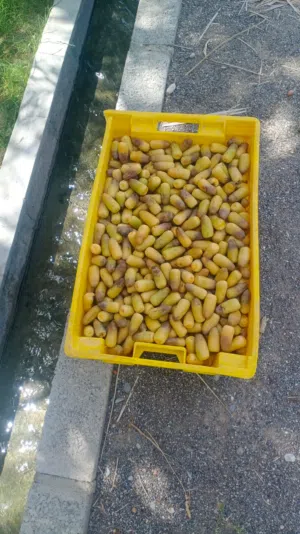 رطب طازج كل يوم