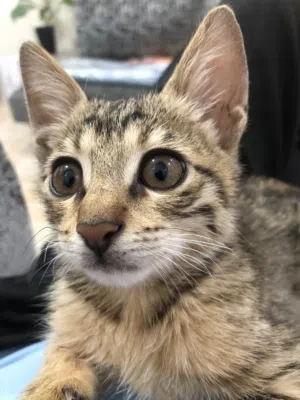 Cat free adoption