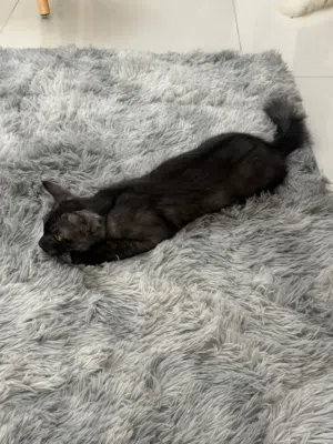 Male Kitten looking for lovely responsible family