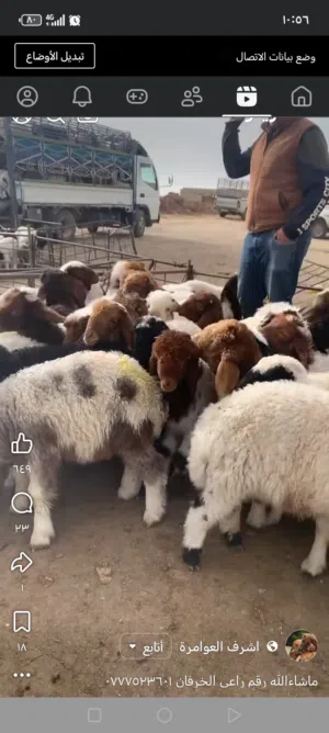 يوجد خبز ناشف للبيع