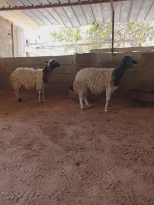 زوز فطايم تنايه..