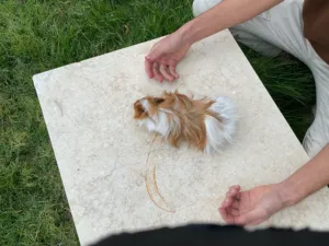 3 ذكورة قندي نوع بيروفيان للبيع