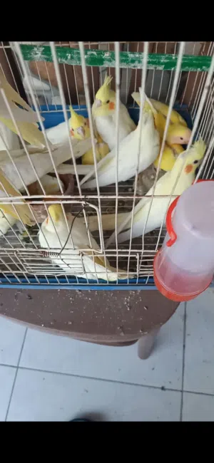 بيع عصافير لاتيني و عصافير روز الحته ب 350