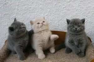 British shorthair kittens Pure breed.